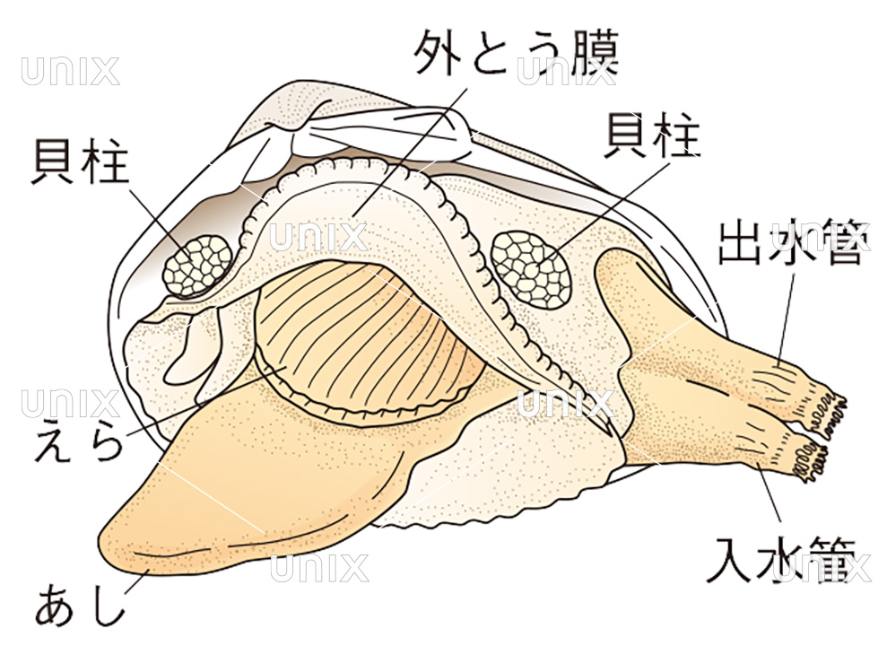 貝の解剖図