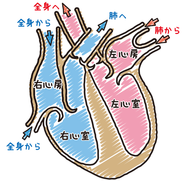 心臓の図解