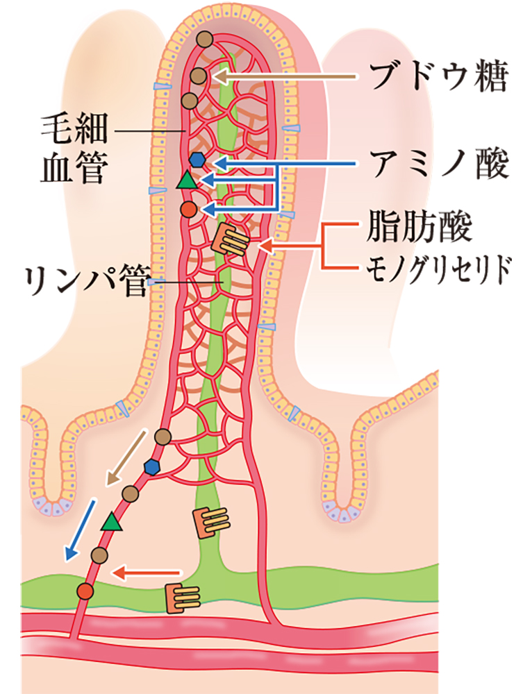 生物 器官の解説